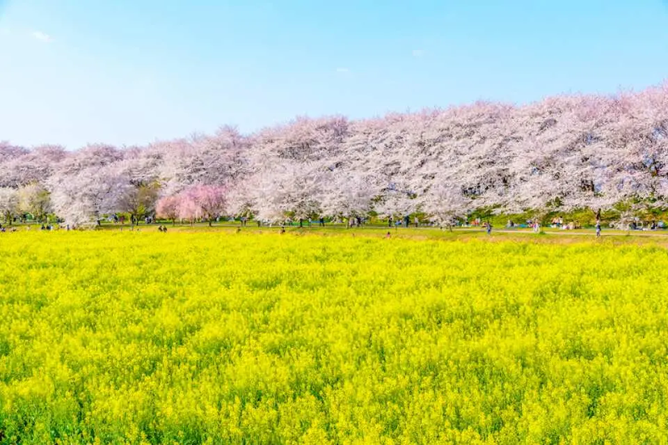 權現堂櫻堤油菜花與染井吉野櫻的交織美景
