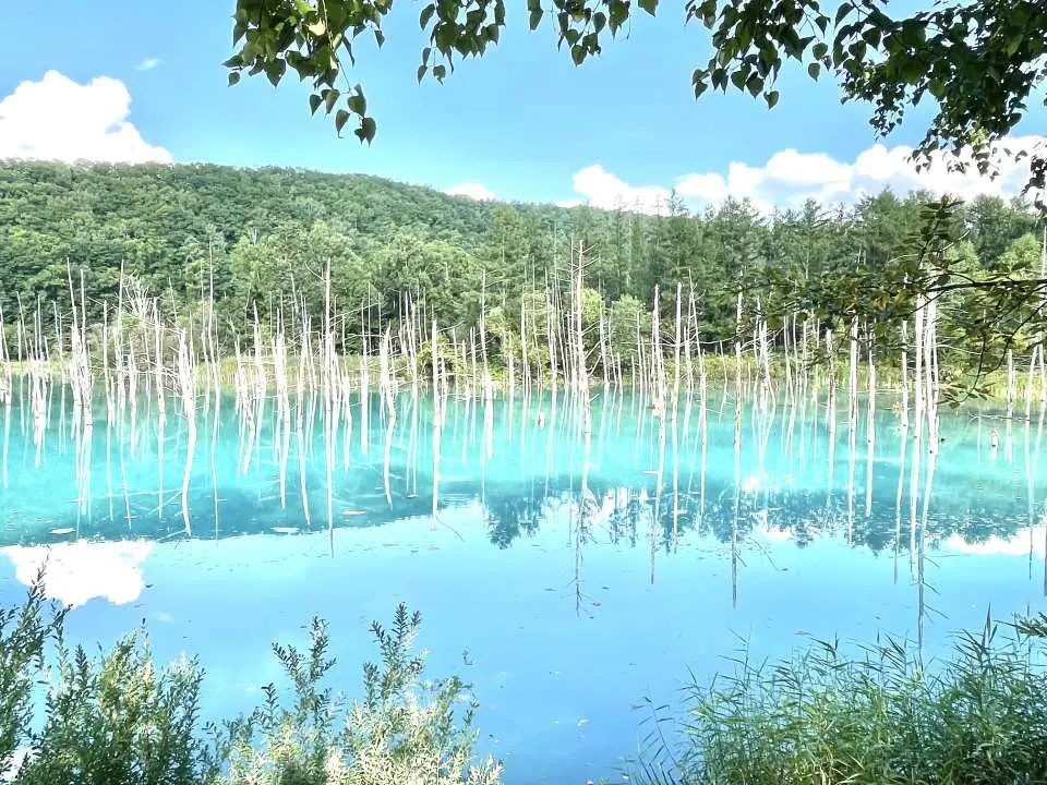 從美馬牛民宿出發, 遊覽美瑛青池
一看火山爆發與人工建築結合而奇蹟誕生的白金青池，藍色湖水倒影枯枝既夢幻又帶一點凄美
*可自費品嘗青池限定青池色彈珠汽水味軟雪糕🍦