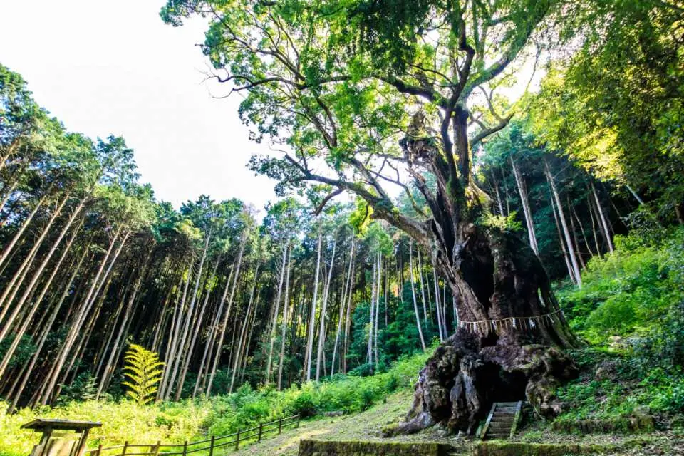 武雄樟樹在日本排名第七，是最大的樹木，樹齡超過 3,000 年，被指定為城市的天然紀念物。樹高30m，樹幹週長20m，枝條長30m，南北長33m。它是武雄市最古老的神社武雄神社的神樹。它的底座讓人想起大象的腳，上面覆蓋著粗糙的樹皮，它的嘴在靠近地面的中央張開。 12榻榻米大小的神社內供奉著天神。