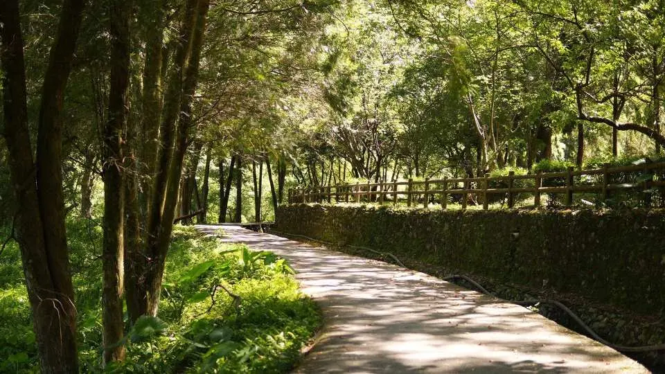 漫步南投武界「肖楠步道」，陽光穿透樹林，呼吸清新空氣，感受綠意盎然的森林浴，享受大自然的寧靜。