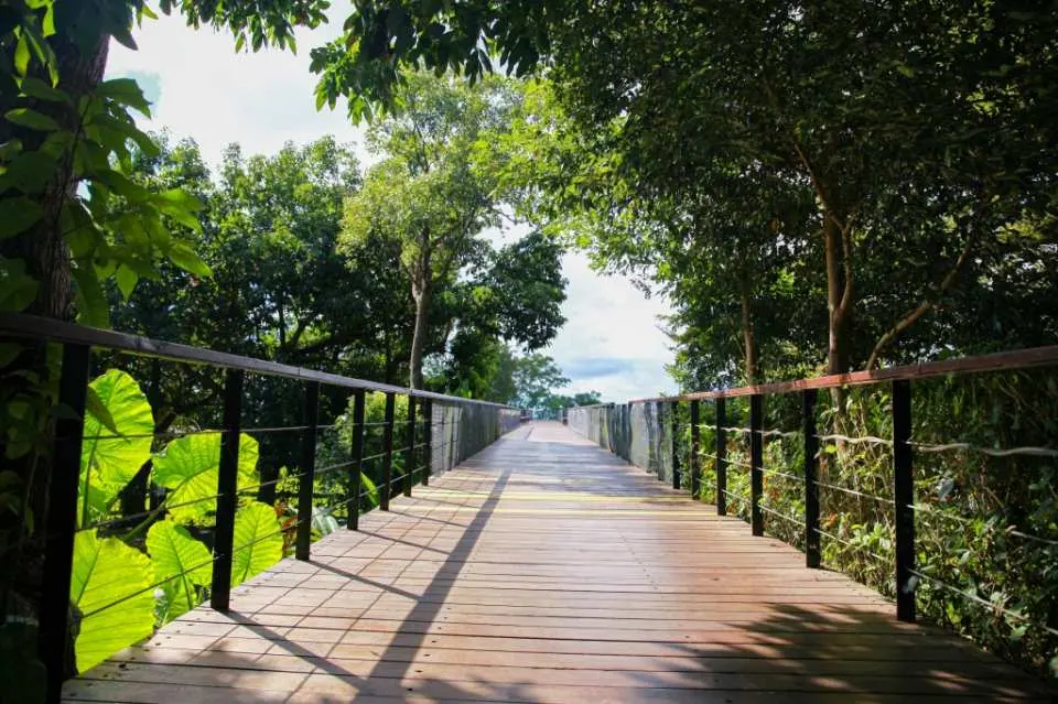 台東原生應用植物園內，陽光穿透樹梢灑落在蜿蜒木棧道上，兩旁綠意盎然的藥草植物，適合悠閒漫步探索。