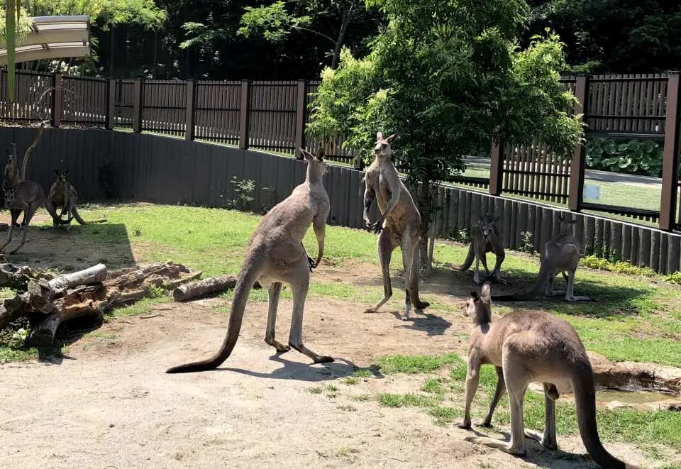 横浜市立金沢動物園のカンガルー家族が日当たりの良い屋外活動エリアで、その活発な姿を見せています。