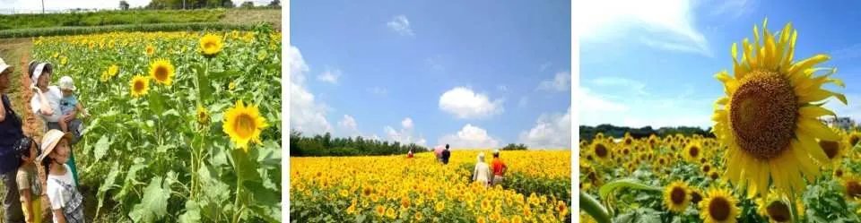 **7月10日- 7月25日出發的團：小野市向日葵之丘公園 ；8月10日-8月20日出發的團：美作市天空向日葵田