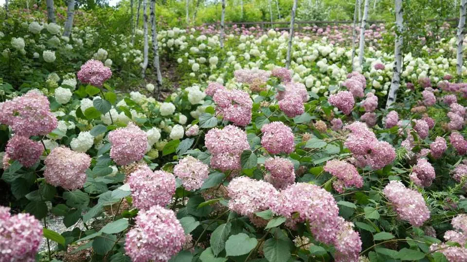 Close-up of vibrant pink and white hydrangeas blooming in Romijian Garden. This beautiful flower garden offers visual healing and a sense of nature's vitality.