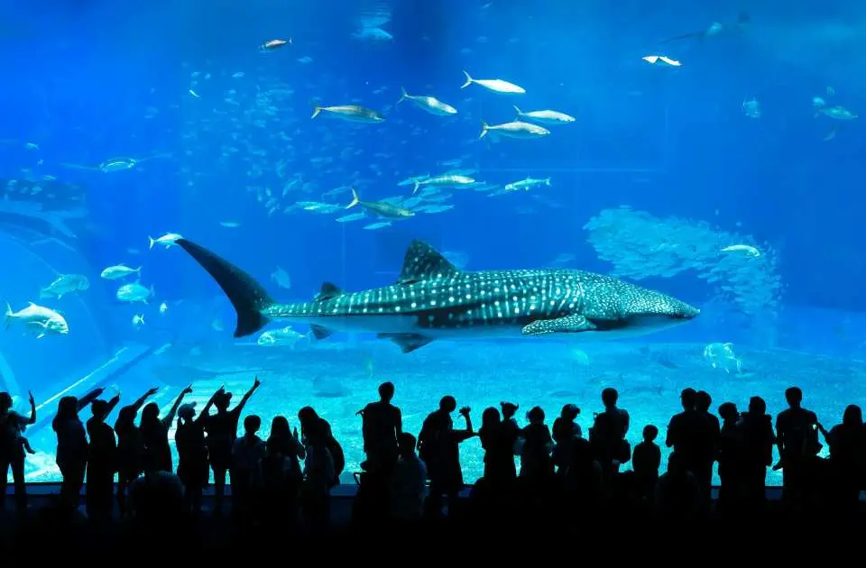 ・推薦景點：美麗海水族館