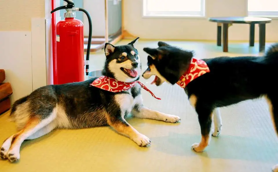 Địa điểm gợi ý: Quán cà phê Shiba Inu trên phố Komachi