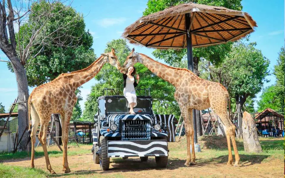 Experience the thrill of feeding giraffes up close and capturing unforgettable moments with them