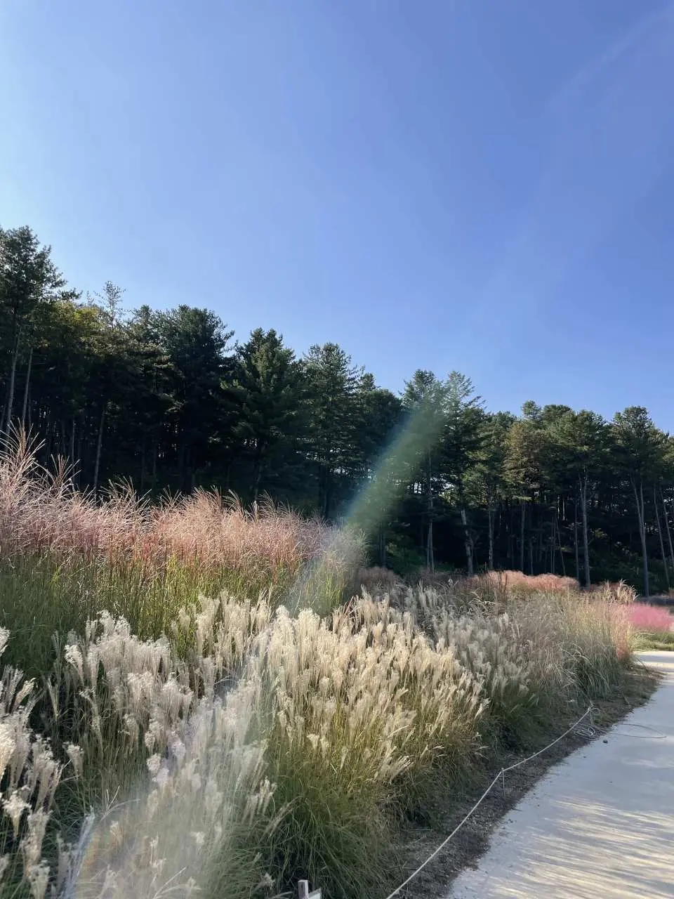 Sheep Ranch Ticket (Alpaca, Sheep, Meerkat, Rabbit) Gapyeong, Gyeonggi-do -  KKday