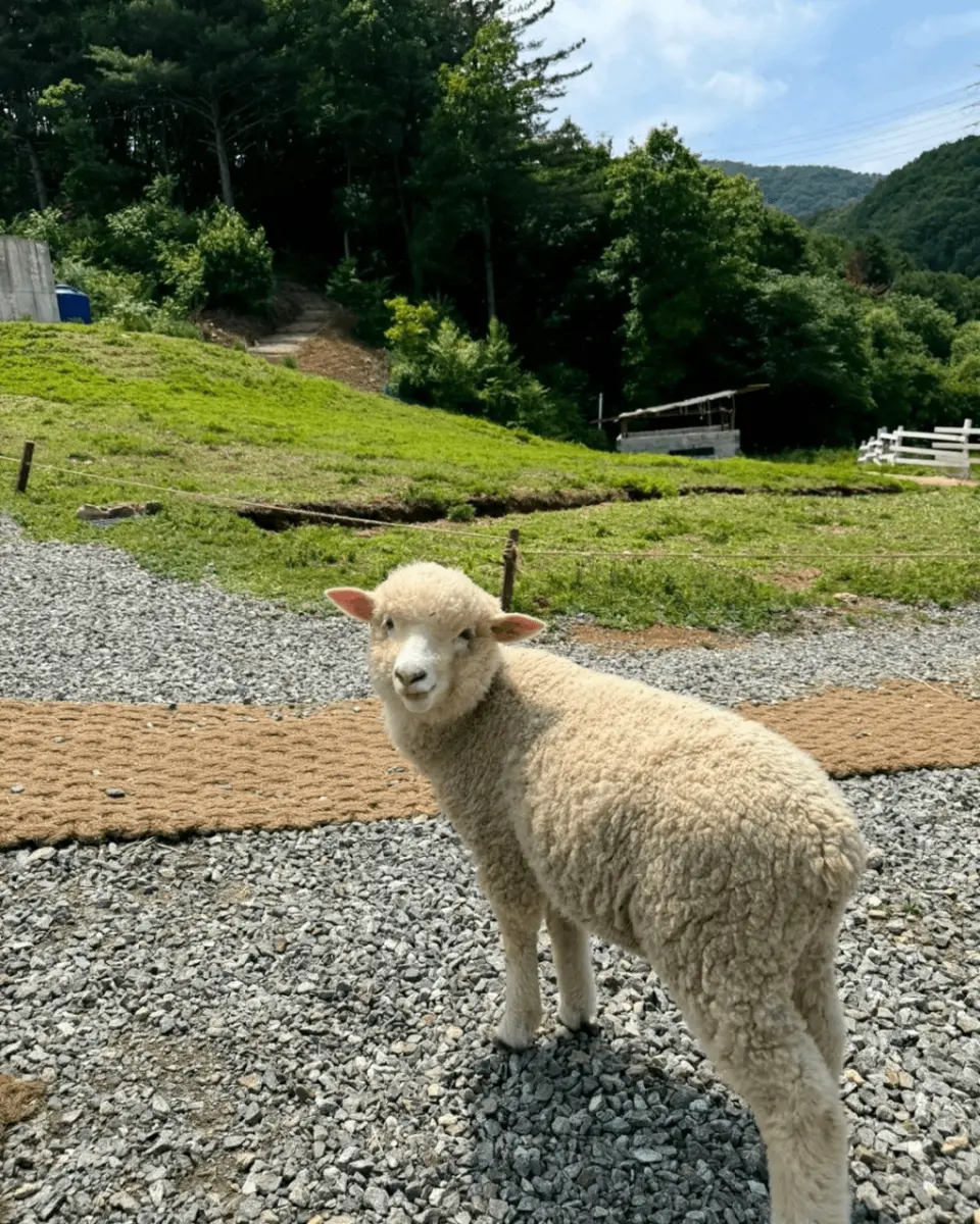Sheep Ranch Ticket (Alpaca, Sheep, Meerkat, Rabbit) Gapyeong, Gyeonggi-do -  KKday