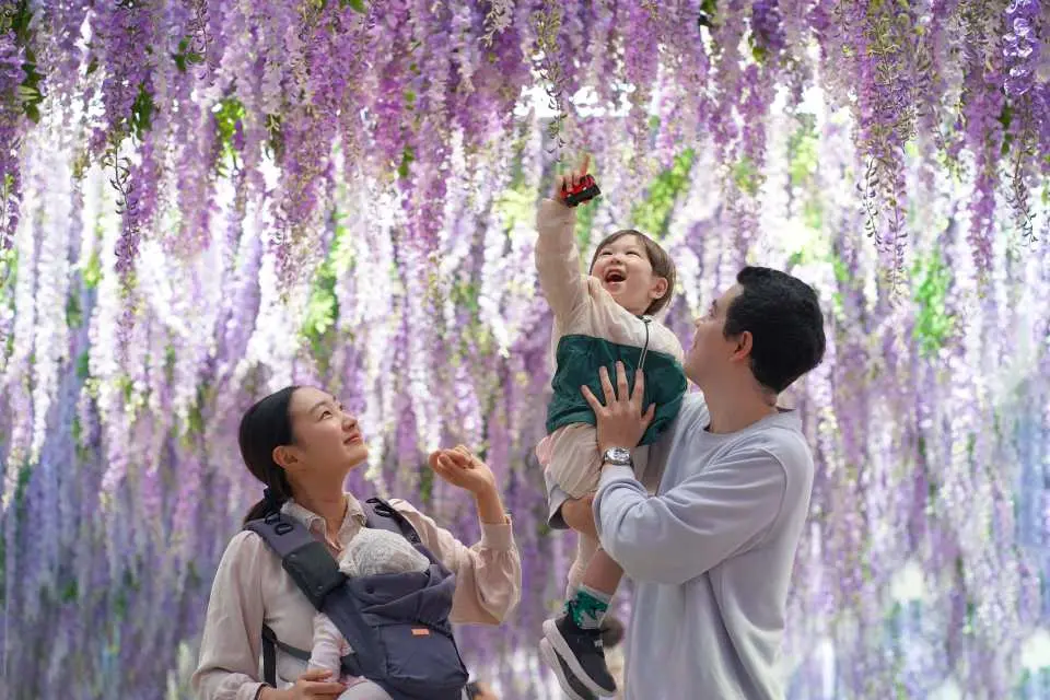 A family enjoys happy moments under the romantic wisteria tunnel at Gapyeong Begonia Bird Garden, with a child excitedly reaching out to touch the flowers.
