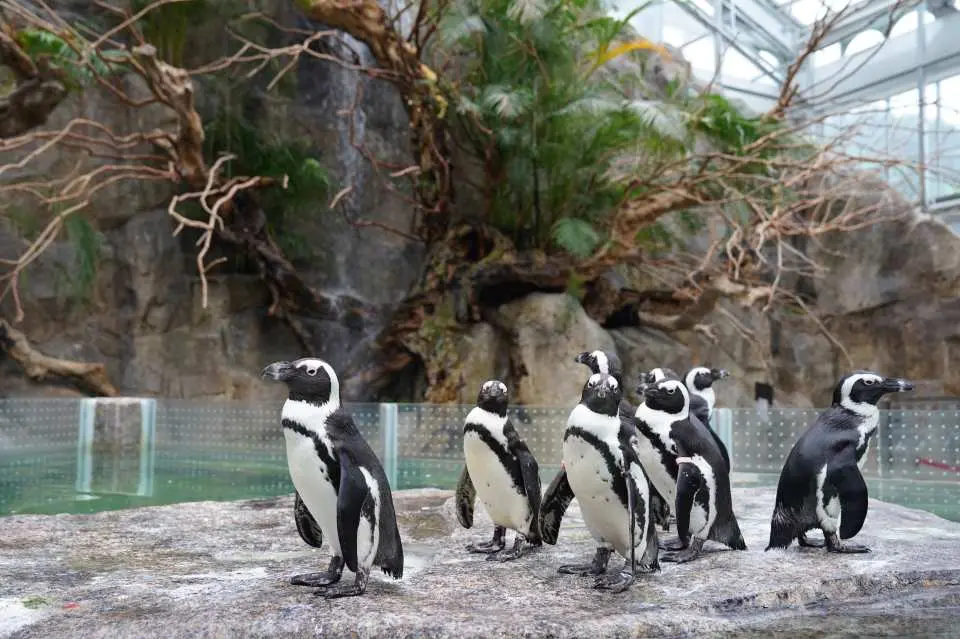 A group of adorable African penguins rests on rocks by the water in the penguin zone of Gapyeong Begonia Bird Garden, displaying lively and charming postures.