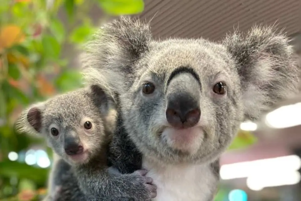 A heartwarming close-up of a mother koala with her adorable joey clinging to her back, showcasing a tender family moment during the Cairns wildlife experience.
