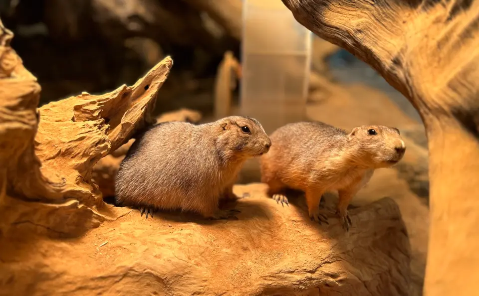 Two adorable prairie dogs active on sandy terrain in their naturalistic habitat at SeenB Indoor Zoo, offering visitors an opportunity for close observation.