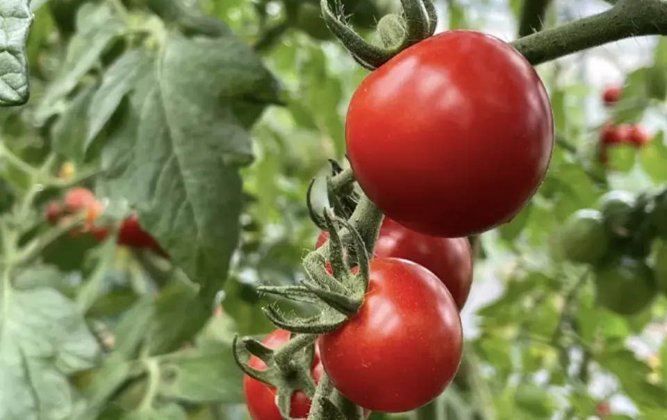 Nikiya (Picking highly sweet cherry tomatoes + 200g souvenir included, stay for about 30 minutes)