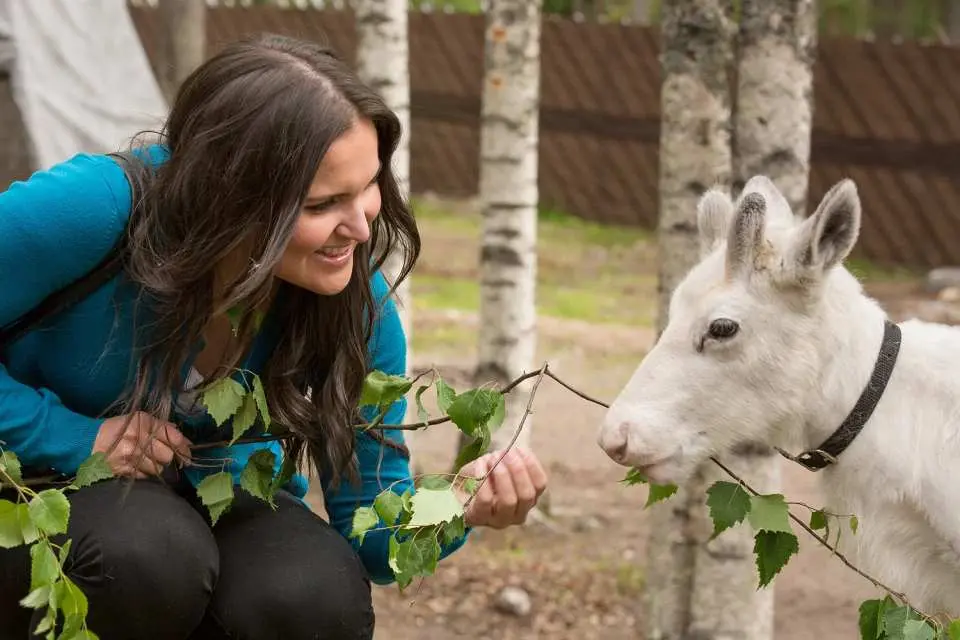Visit the Reindeer Farm