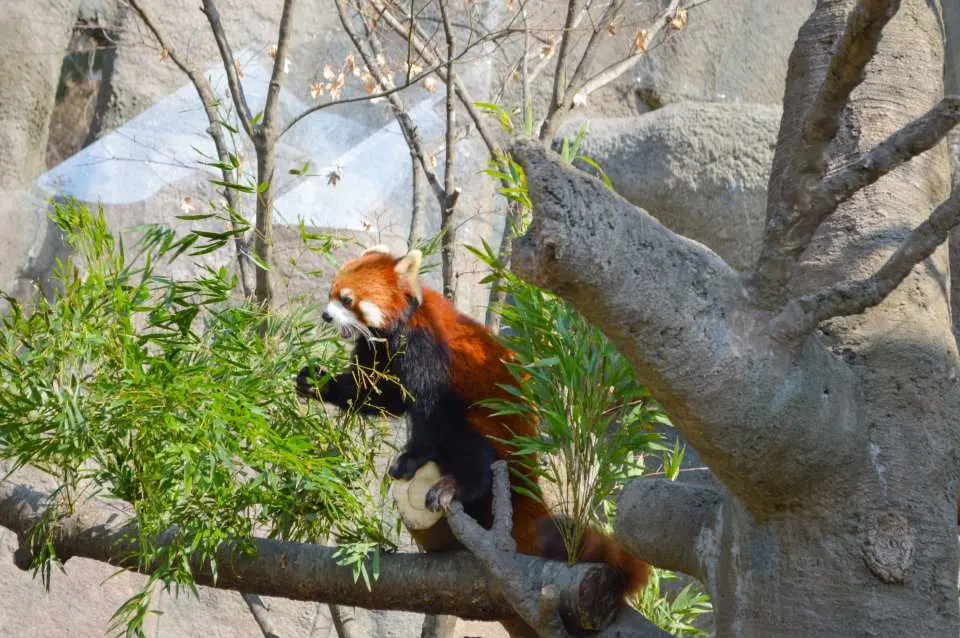 首爾動物園內一隻可愛的小熊貓（紅熊貓）坐在樹枝上，津津有味地享用竹葉。