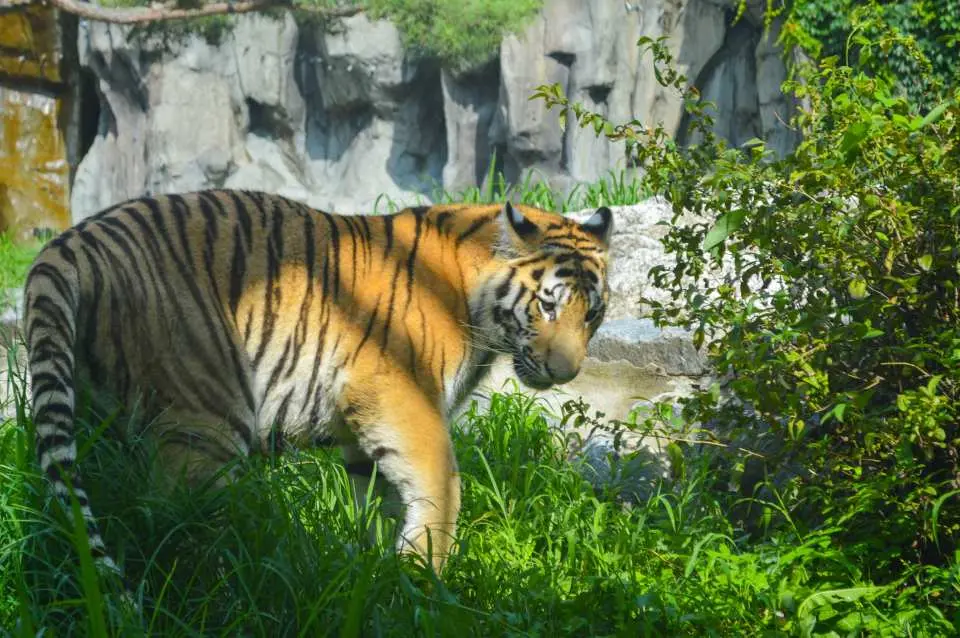 首爾動物園內一隻老虎在茂密的綠草叢中行走，展現其自然棲息地的雄偉姿態。