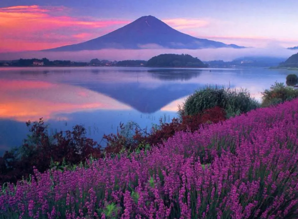 河口湖的大石公园：这里以开阔视野和四季花卉闻名，夏天的薰衣草和秋天的红叶尤其美丽。冬春时，富士山雪顶景色更是迷人，是拍摄富士山与花海的理想地点。