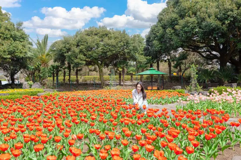 韓國濟州Maze Land迷宮樂園，一位遊客在廣闊的橘色鬱金香花海中留影，背景綠樹環繞，景色宜人，展現樂園豐富自然風光。