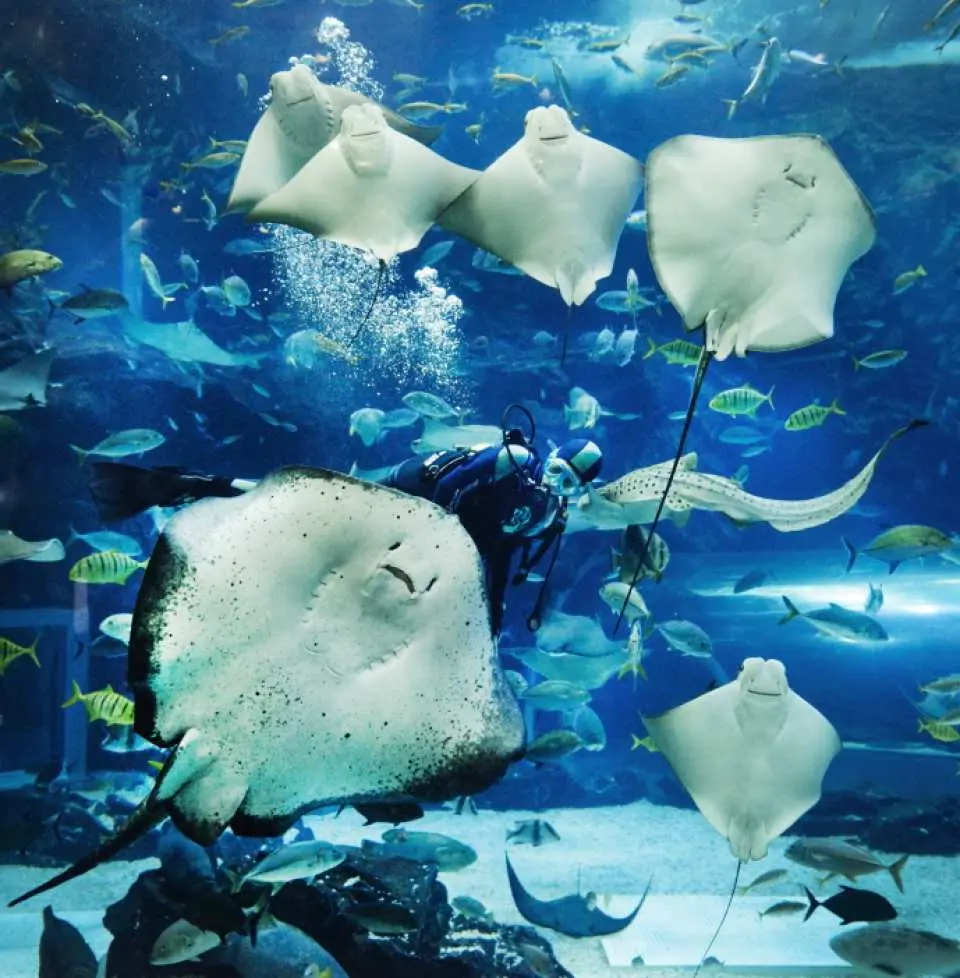 韓國一山海之星AQUA PLANET水族館，多隻巨大魔鬼魚在清澈藍色水族箱中悠游，潛水員近距離照護海底生物。