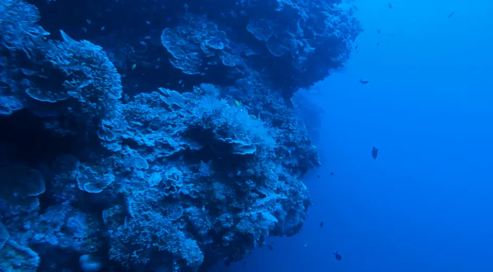 Lặn ngắm san hô tại khu bảo tồn cá