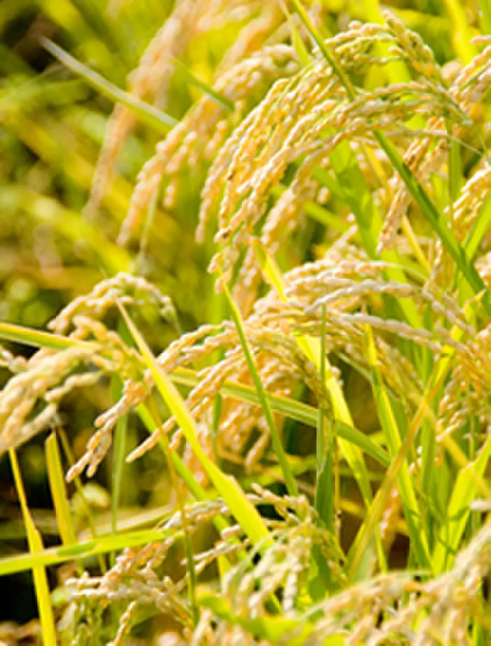 We produce our own rice to provide everyone with safe, secure and delicious rice. In our own farm in Shiga Prefecture, the president himself participates in growing the rice using organic farming methods. The cooked rice is shiny and has a good rice aroma.