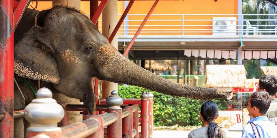 A friendly elephant at Nong Nooch Tropical Garden in Pattaya extends its trunk towards visitors outside its enclosure, offering a close-up interactive experience, loved by all ages.