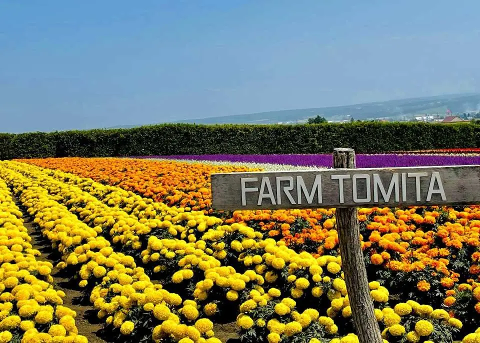 Summer Itinerary Update (July 1 – September 15). Please note that during the peak summer period from July 1 to September 15, the itinerary will be adjusted: Shirahige Waterfall will be replaced by a visit to Farm Tomita.