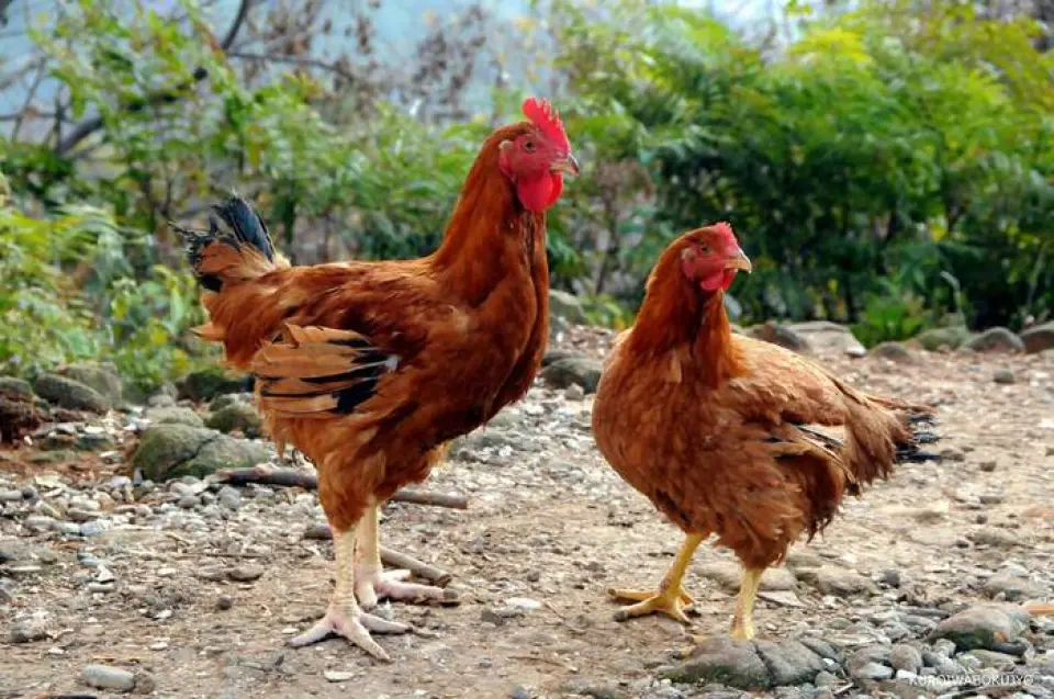 我們使用兩個品種的家雞，飼養120天的母雞和飼養180天的公雞，足見生產者精心飼養方式，長期育肥，不用藥的品質。 ≪使用的雞肉：2種≫ ◆黑岩土雞 產地：宮崎縣高鍋町 品種：法式紅雞「Labelle Rouge」 口感：當地雞肉特有的嚼勁，越嚼越香你咀嚼它有一種獨特的味道。 ◆ 松風雞 產地：兵庫郡三田市 品種：純名古屋交趾雞 口感：肉質非常有彈性。你會驚訝於你以前從未嚐過的味道的深度。