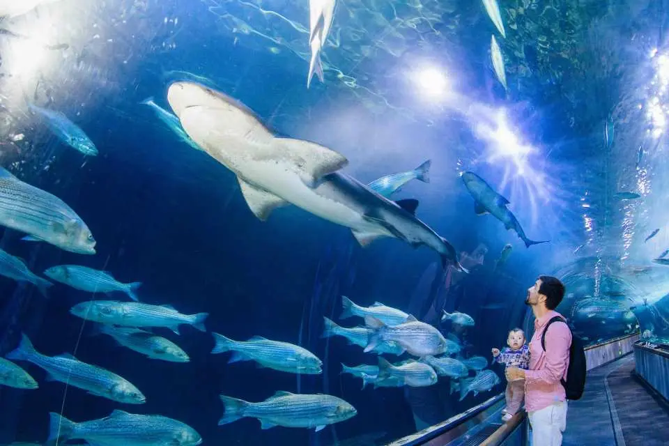 See the formidable and awe inspiring sharks at Aquarium of the Bay!