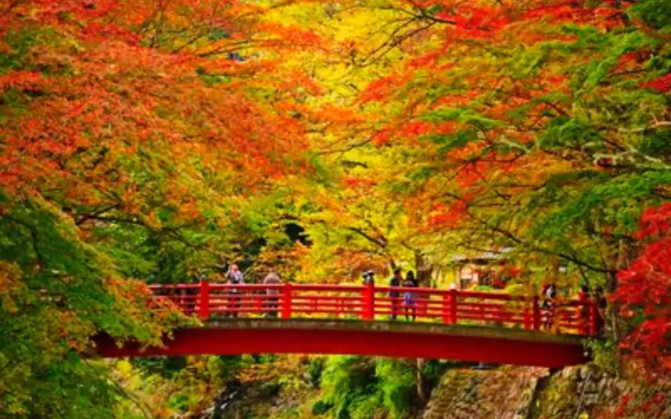 秋季的修善寺。 【修善寺】位於伊豆半島的中央部，周圍是被天城、巢雲、達磨山群環抱的丘陵地帶。修善寺溫泉是順著桂川伸展開來的、在中伊豆屈指的大溫泉，氣氛與周圍環境十分調和，自古以來深受眾多的學者、藝術家和文學家的喜愛。