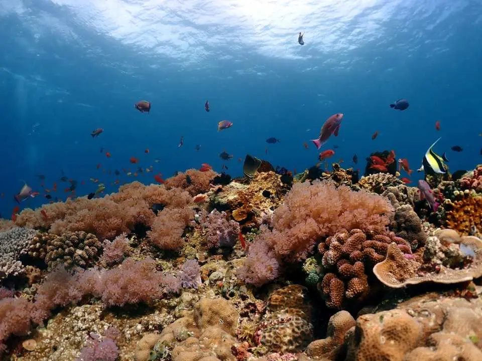 A vibrant coral reef teeming with diverse tropical fish species in Longdong Bay, Northeast Taiwan, illustrating the captivating underwater world accessible through freediving.