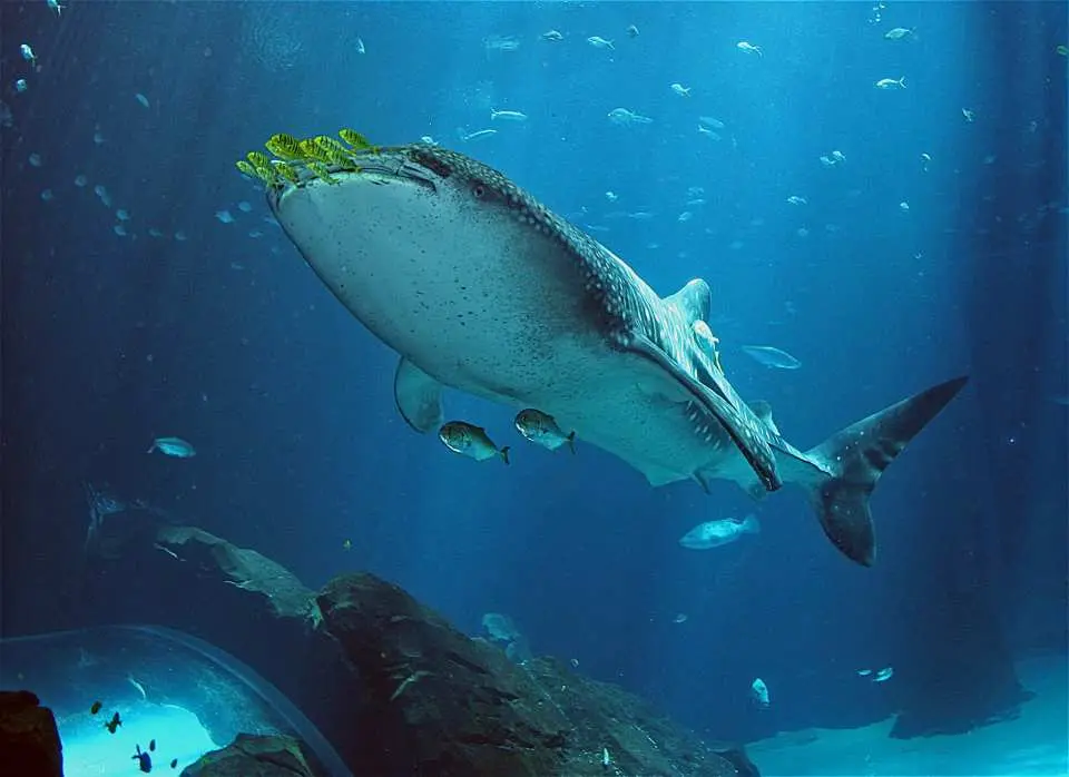 A huge whale shark gracefully swims underwater at the Georgia Aquarium, with green food visible on its head, showcasing a unique feeding moment and marine ecosystem.