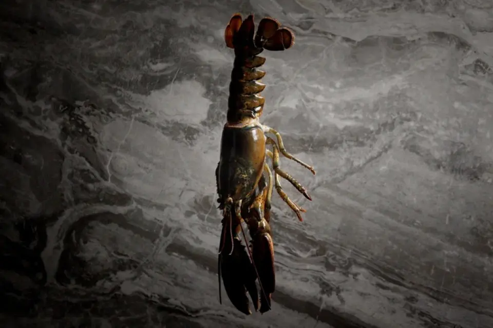 We offer not only meat but also carefully selected luxury ingredients such as spiny lobster and abalone.