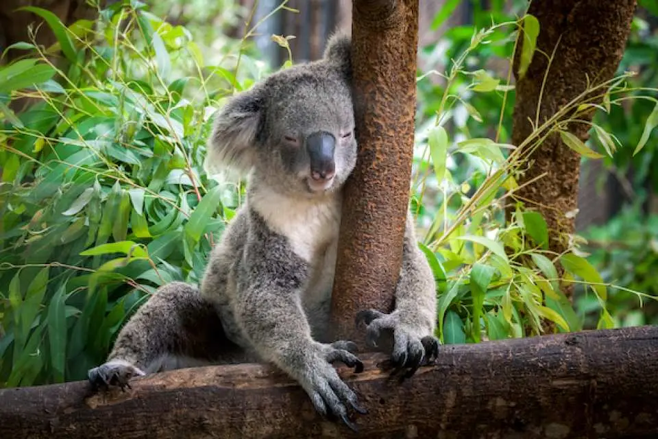 Take a photo with the cute koala