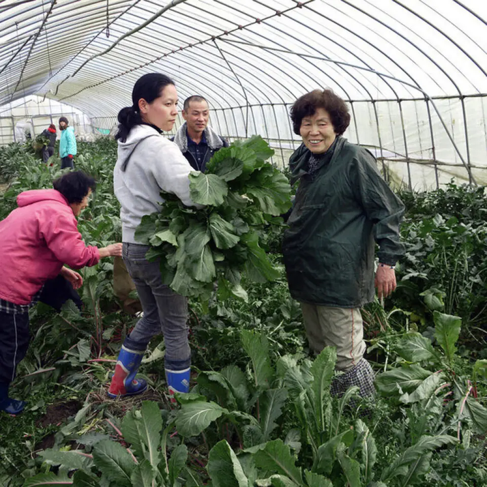 Trang trại cây nhà lá vườn của Hanasama Ka-you nằm ở thành phố Moriyama, tỉnh Shiga, nơi có thiên nhiên trù phú, nhìn ra hồ Biwa và dãy núi Hira. Sử dụng phân hữu cơ tự trộn tái chế thân thiện với môi trường. Chúng tôi sử dụng hơn 100 loại rau Omi, bao gồm rau Omi trồng sinh học được chứng nhận JAS và EM, cũng như các sản phẩm nông nghiệp thân thiện với môi trường được chứng nhận bởi Tỉnh Shiga, cũng như gạo, đậu nành và lúa mạch Omi.