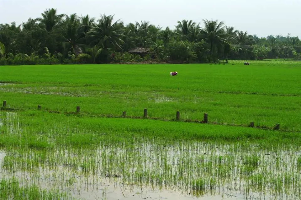 Cycle along narrow roads and lanes, through the lush green paddy fields of the delta.