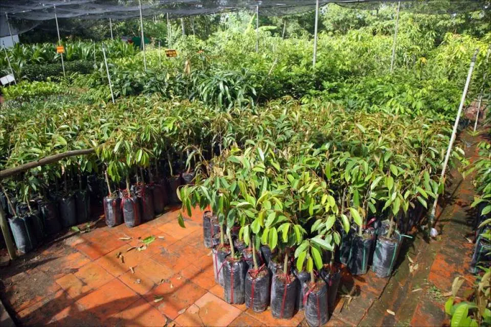 Visit a tree nursery garden.