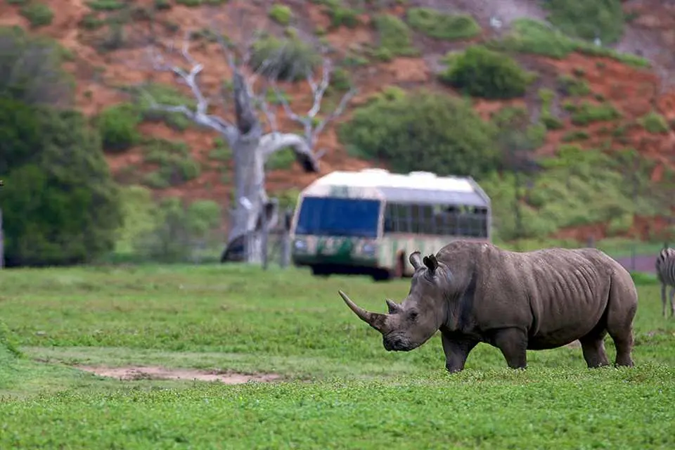 A majestic rhinoceros grazes peacefully on the lush green savanna at Melbourne's Werribee Open Range Zoo, with a safari bus in the distance offering visitors a unique wildlife observation.