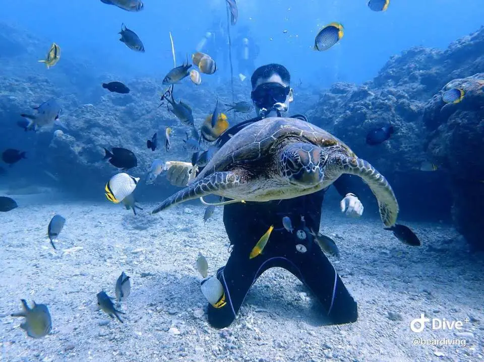 小琉球潛水員在海底與海龜近距離互動，周圍魚群環繞，真實呈現與海洋生物共舞的感動時刻，探索豐富生態。