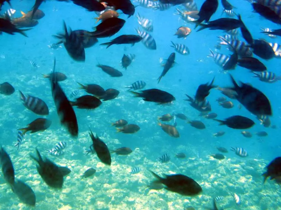 沖繩清澈湛藍的海水中，一大群色彩斑斕的熱帶魚在海底世界中自由自在地游弋。