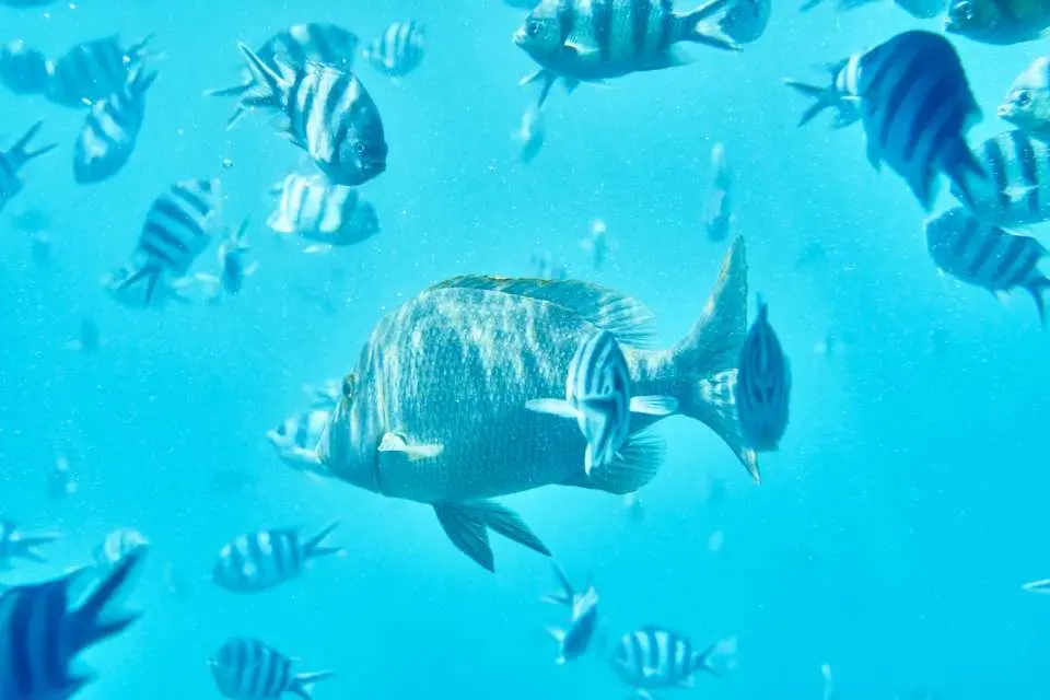 沖繩海底一條大魚在蔚藍海水中與成群的條紋熱帶魚共舞，展現生動的海底世界。