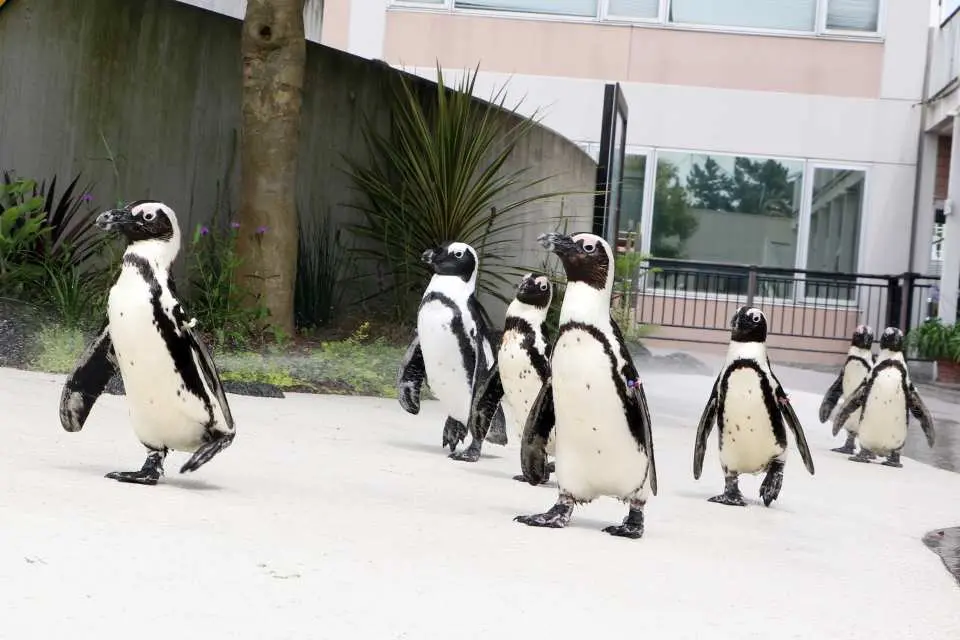 Watch the adorable penguins strolling leisurely