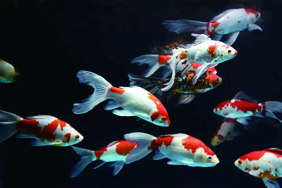 水中樂園水族館