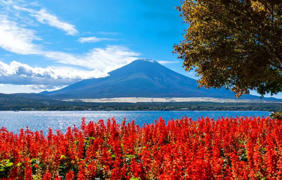 Vibrant red flowers blooming by Lake Kawaguchiko, complemented by the blue lake and majestic Mount Fuji under a clear sky, a colorful seasonal spectacle.