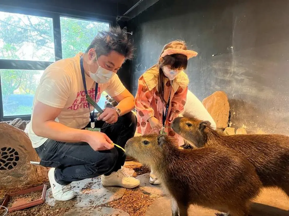 Feed the capybara