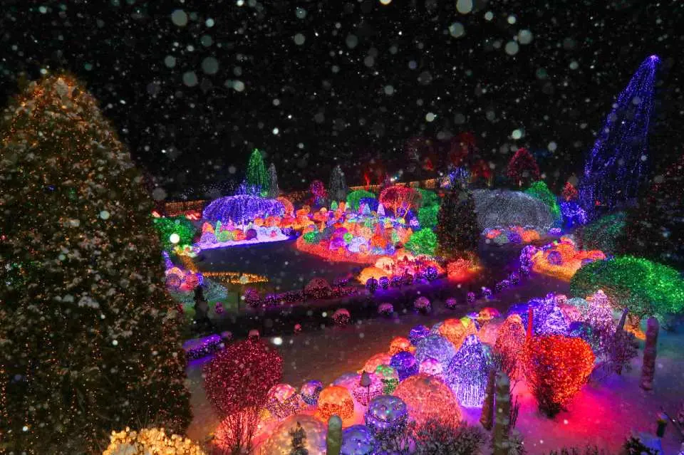 京畿道晨靜樹木園冬季的五色星光庭園展，飄雪夜空中樹木被彩燈點綴，營造出如夢似幻的氛圍，適合包車體驗冬季限定美景。