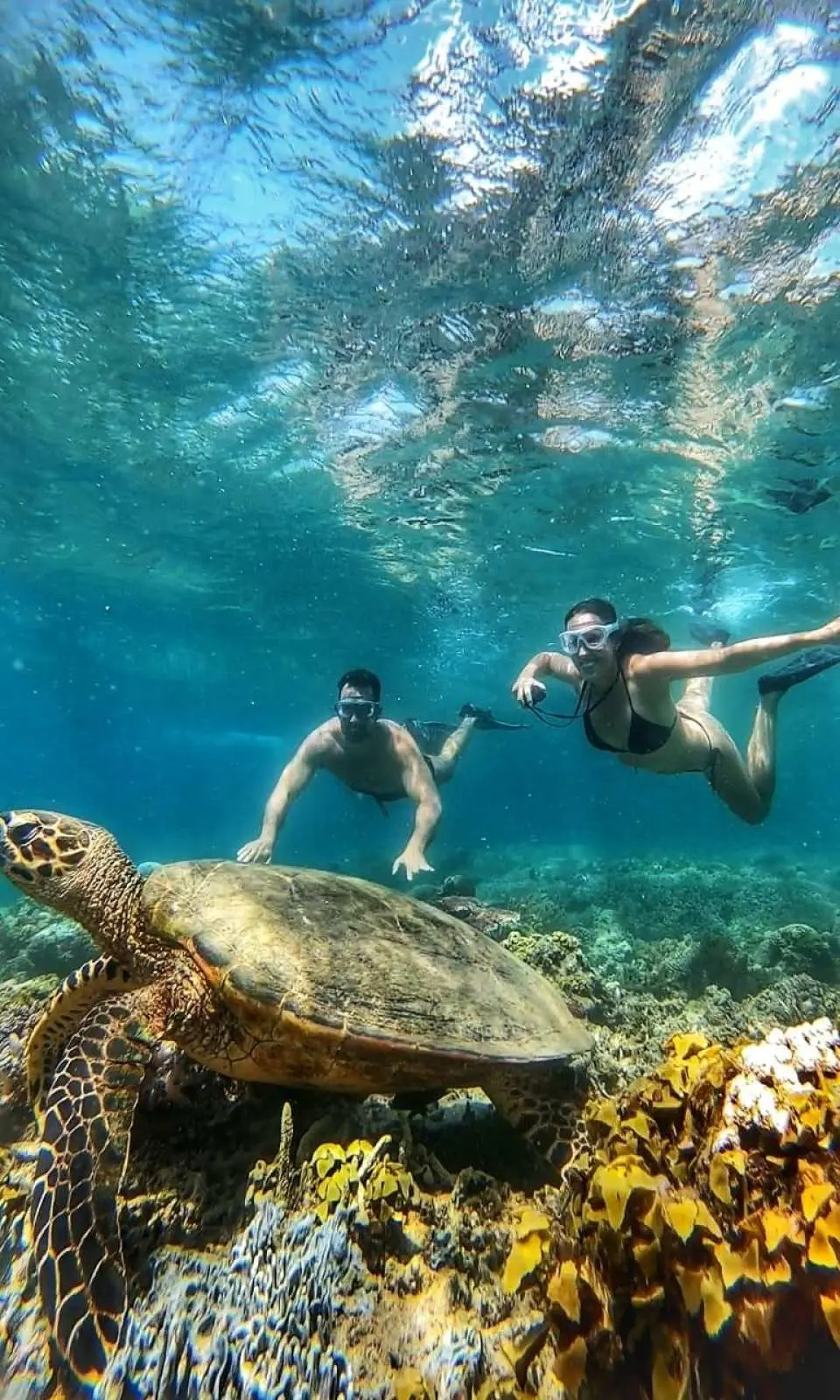 知識豊富なガイドから地元の海洋生態系と保護活動について学びましょう