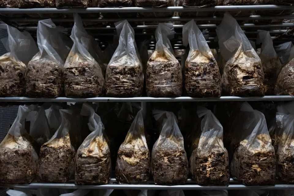 世羅きのこ園の栽培室で、棚に栽培準備中のキノコ菌床がぎっしり。工場見学から収穫体験までのキノコの完全なライフサイクルを展示しています。