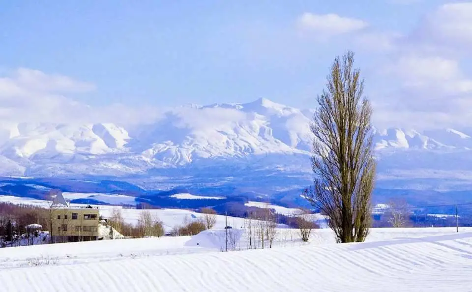 美瑛網紅樹之旅